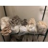 BULK GROWER PACK  1 TYPE OF Mushroom Kit  x 8 bag only Kits  - FREE Shipping to 90% of Australia - No Po Boxes